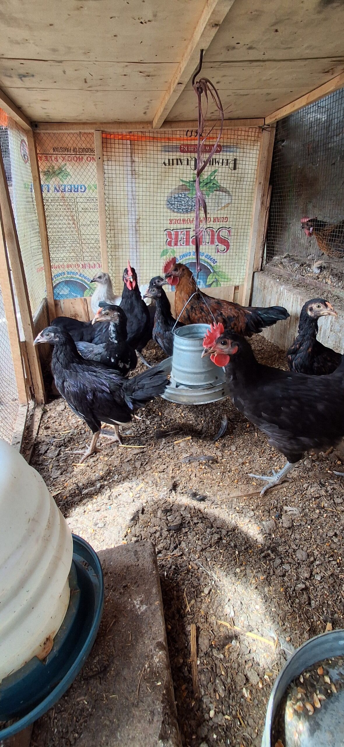 Mianwali Aseel 03 chicks and austerlop chicks