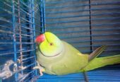 Talking Kashmiri Ringneck Parrot for Sale 🦜