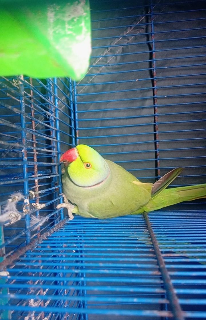 Talking Kashmiri Ringneck Parrot for Sale 🦜