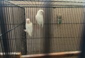 Albino Red Eyes Pair
