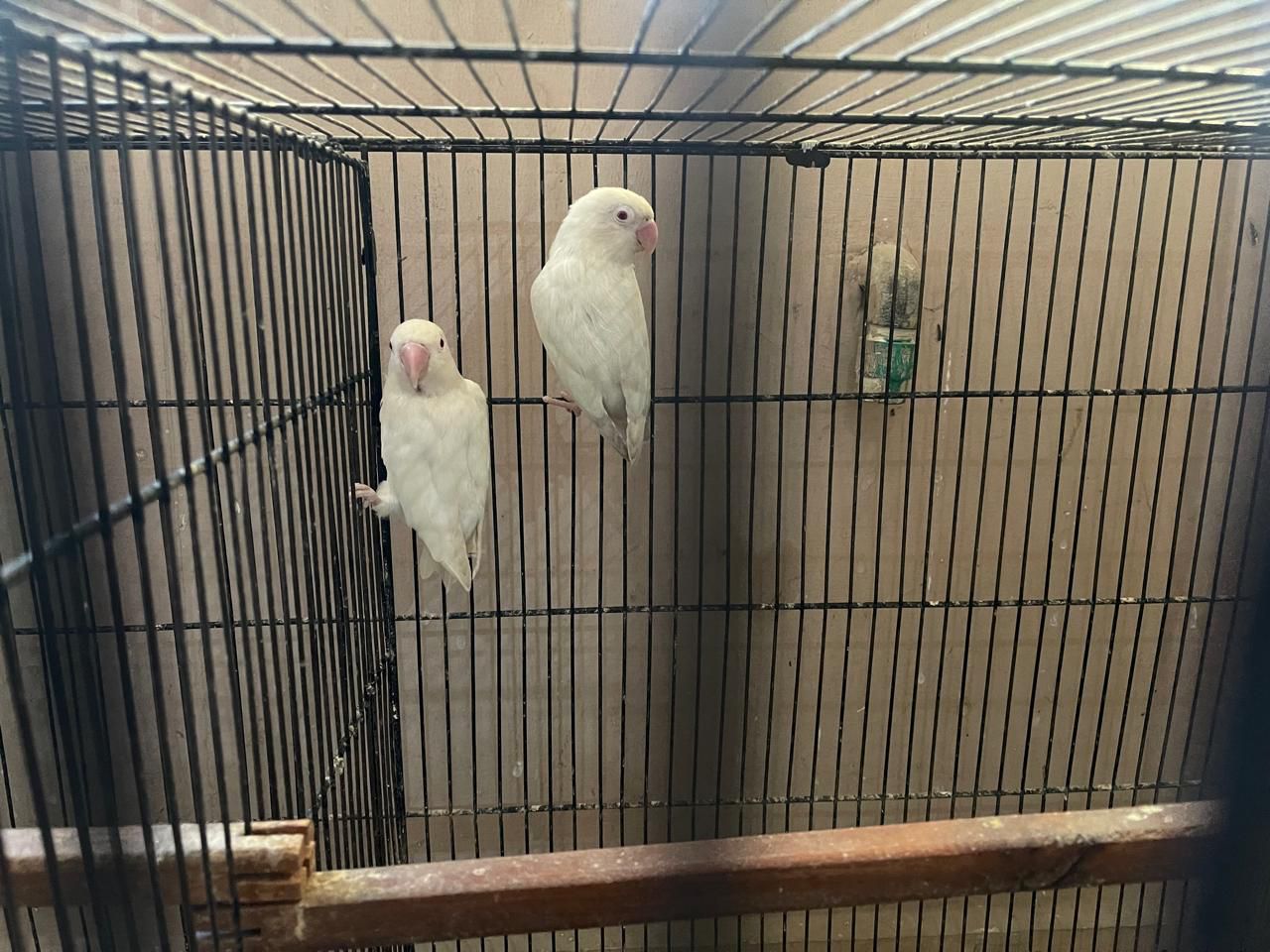 Albino Red Eyes Pair