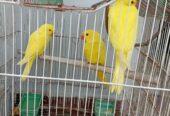 Yellow Ring-necked 3 self chicks