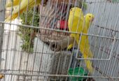 Yellow Ring-necked 3 self chicks