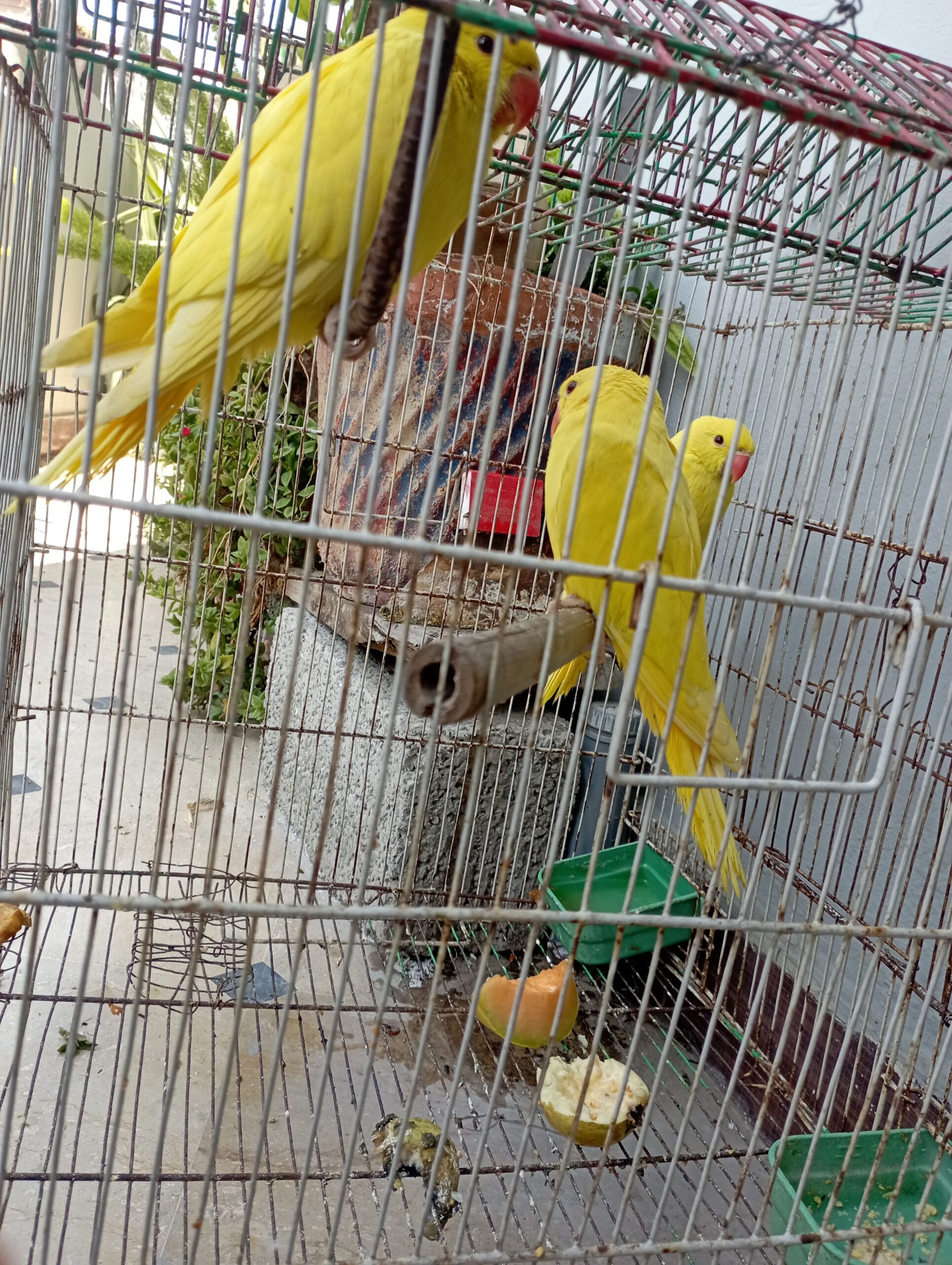 Yellow Ring-necked 3 self chicks