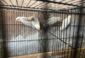 Albino Red Eyes Pair