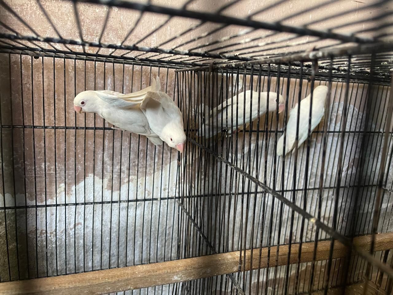 Albino Red Eyes Pair