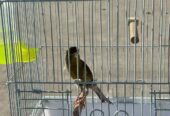 Original pencil canary male with imported cage
