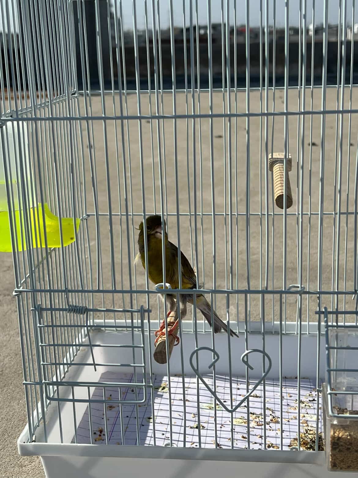 Original pencil canary male with imported cage