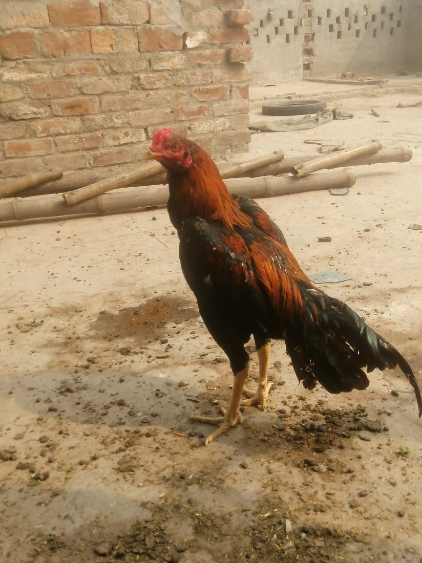 Aseel Murgha for sale