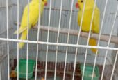 Yellow Ring-necked 3 self chicks