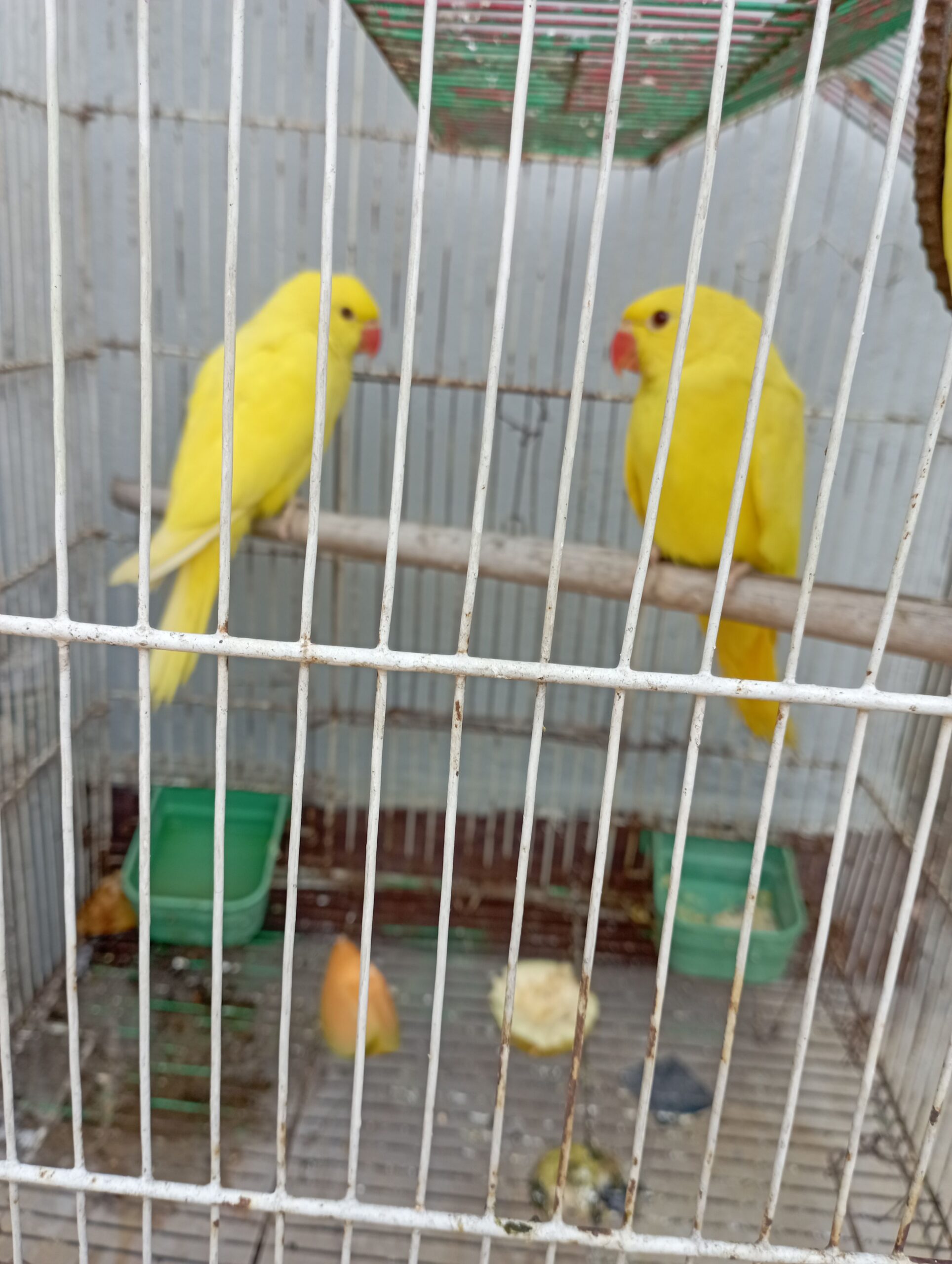 Yellow Ring-necked 3 self chicks