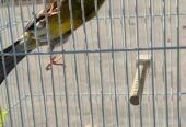 Original pencil canary male with imported cage