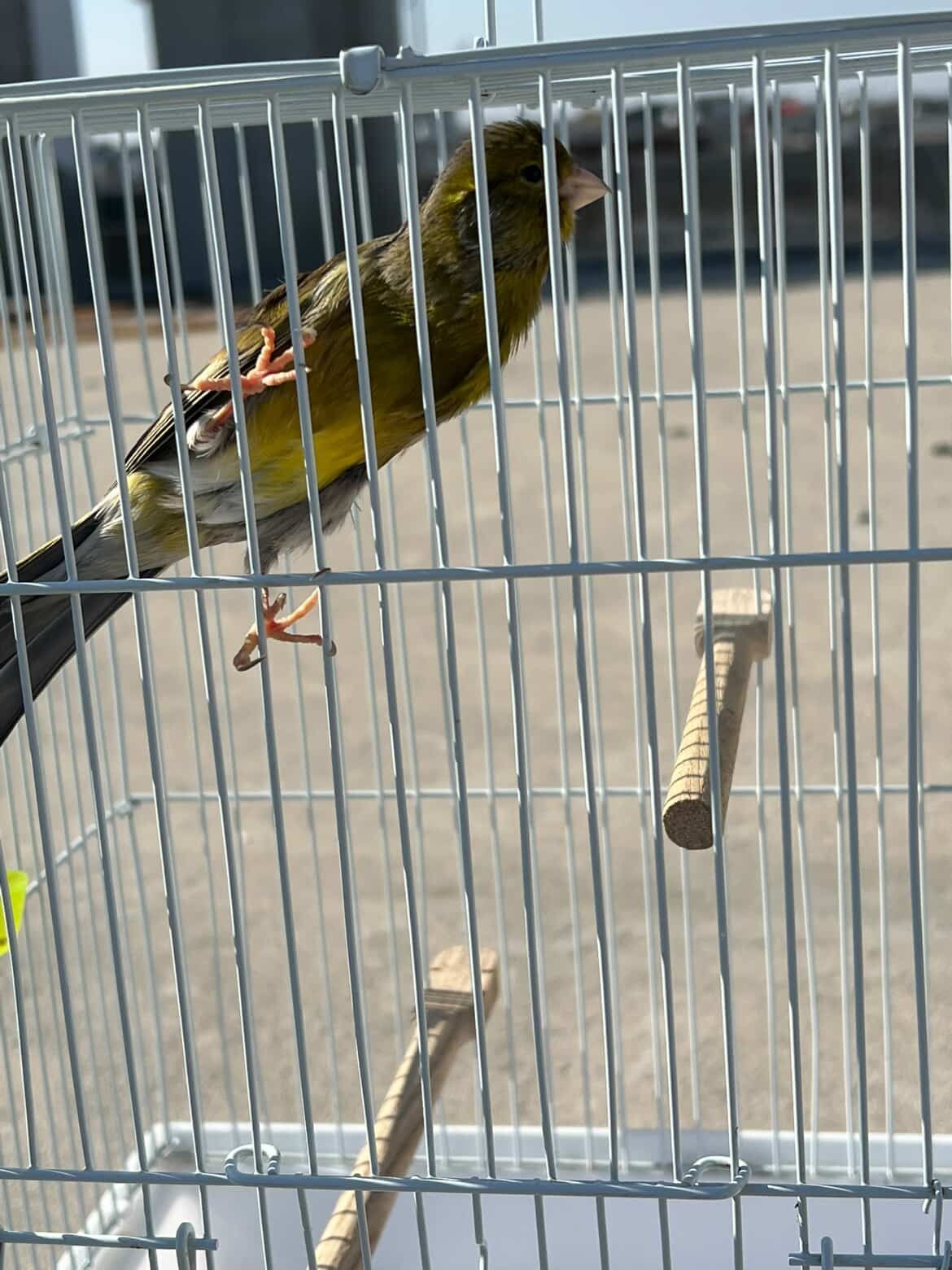 Original pencil canary male with imported cage