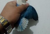 Love birds for sale