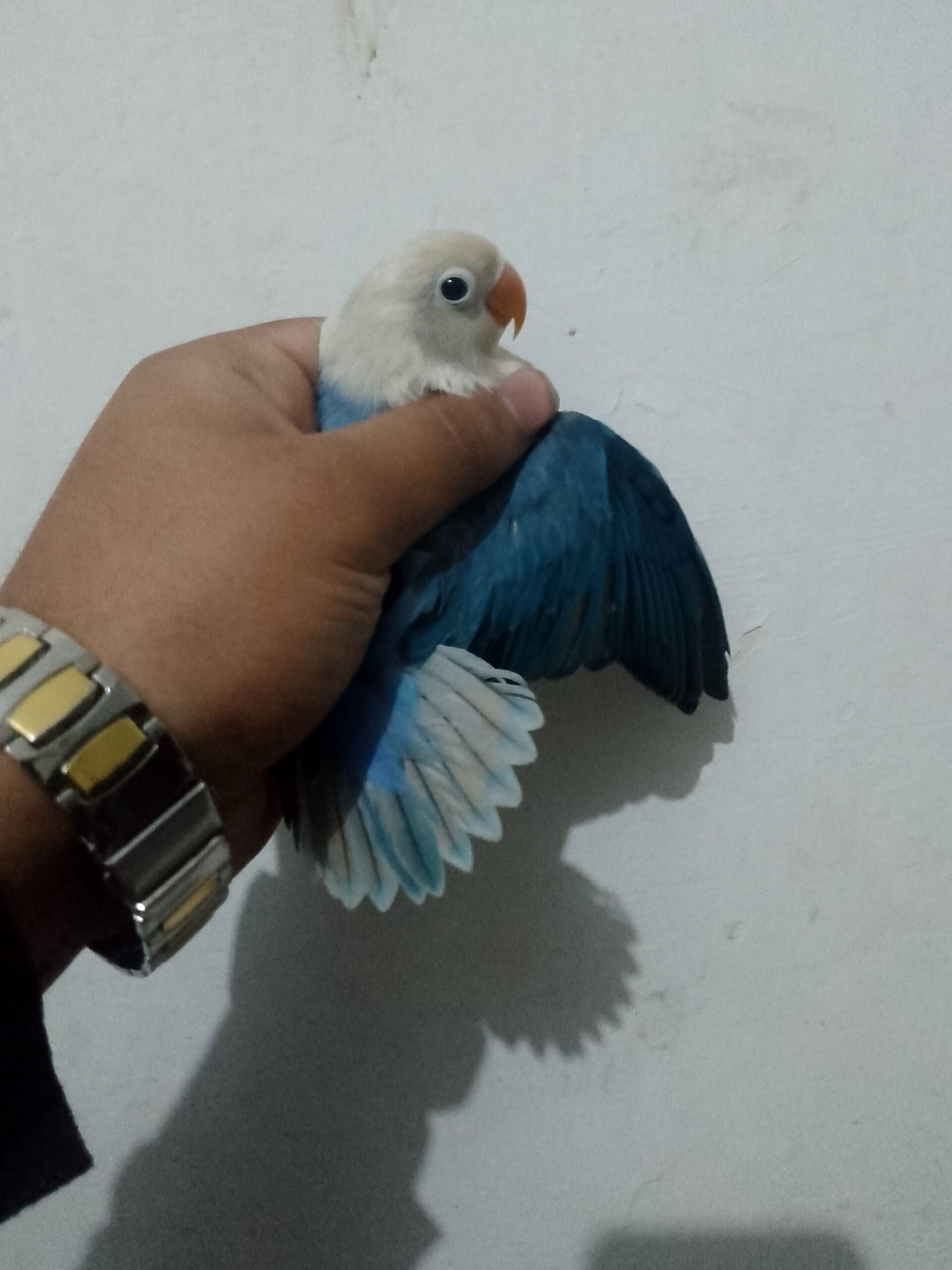 Love birds for sale