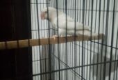 Love birds for sale