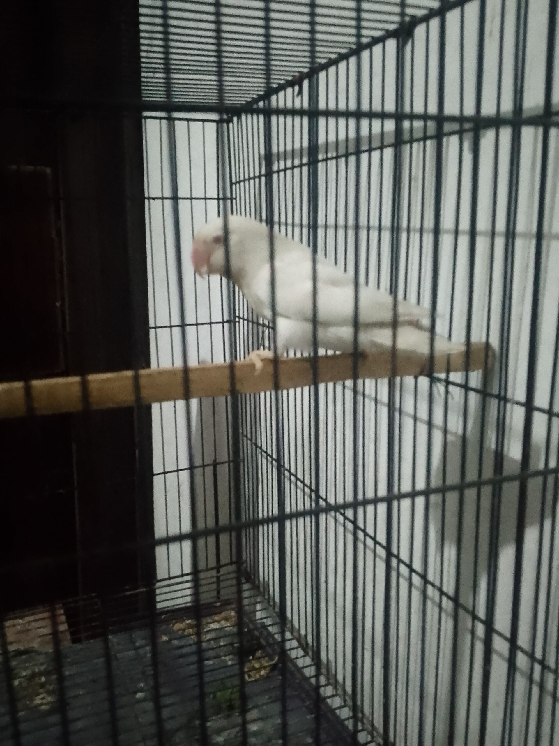 Love birds for sale
