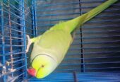 Talking Kashmiri Ringneck Parrot for Sale 🦜