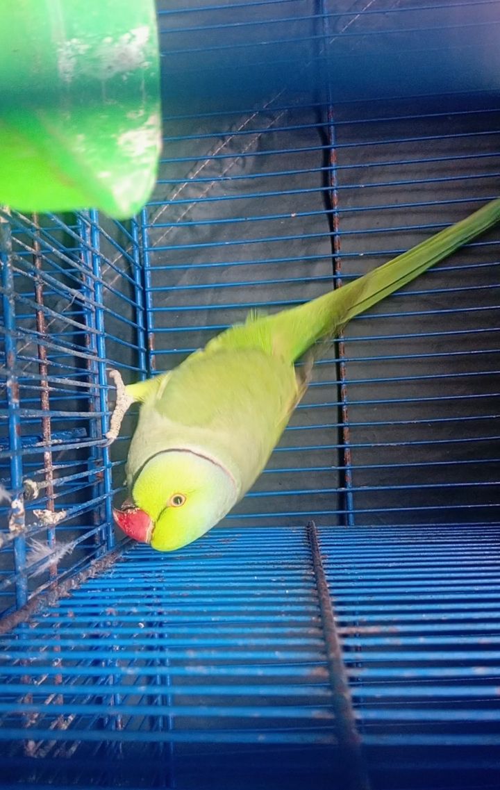 Talking Kashmiri Ringneck Parrot for Sale 🦜