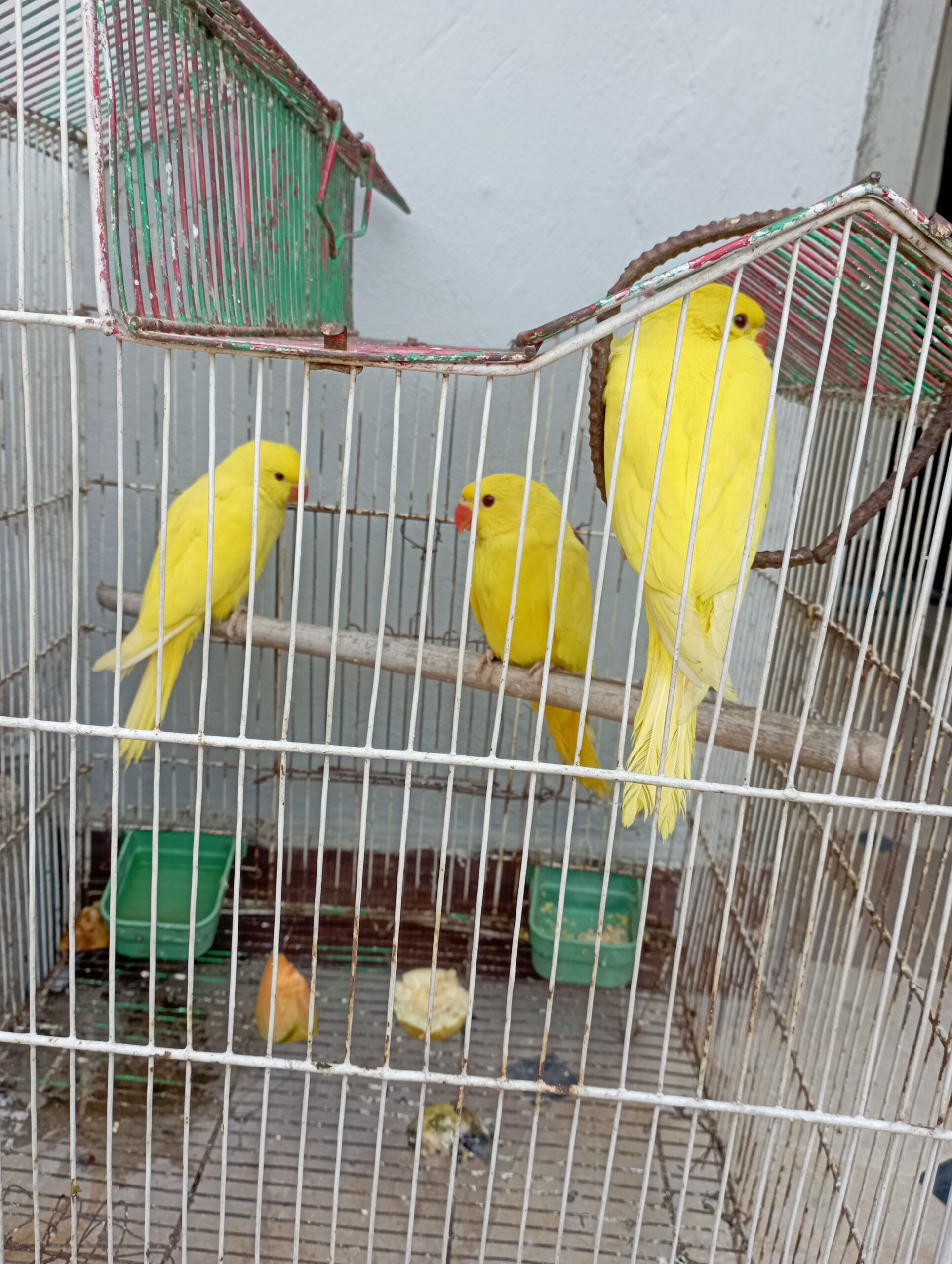 Yellow ringneck Self chicks