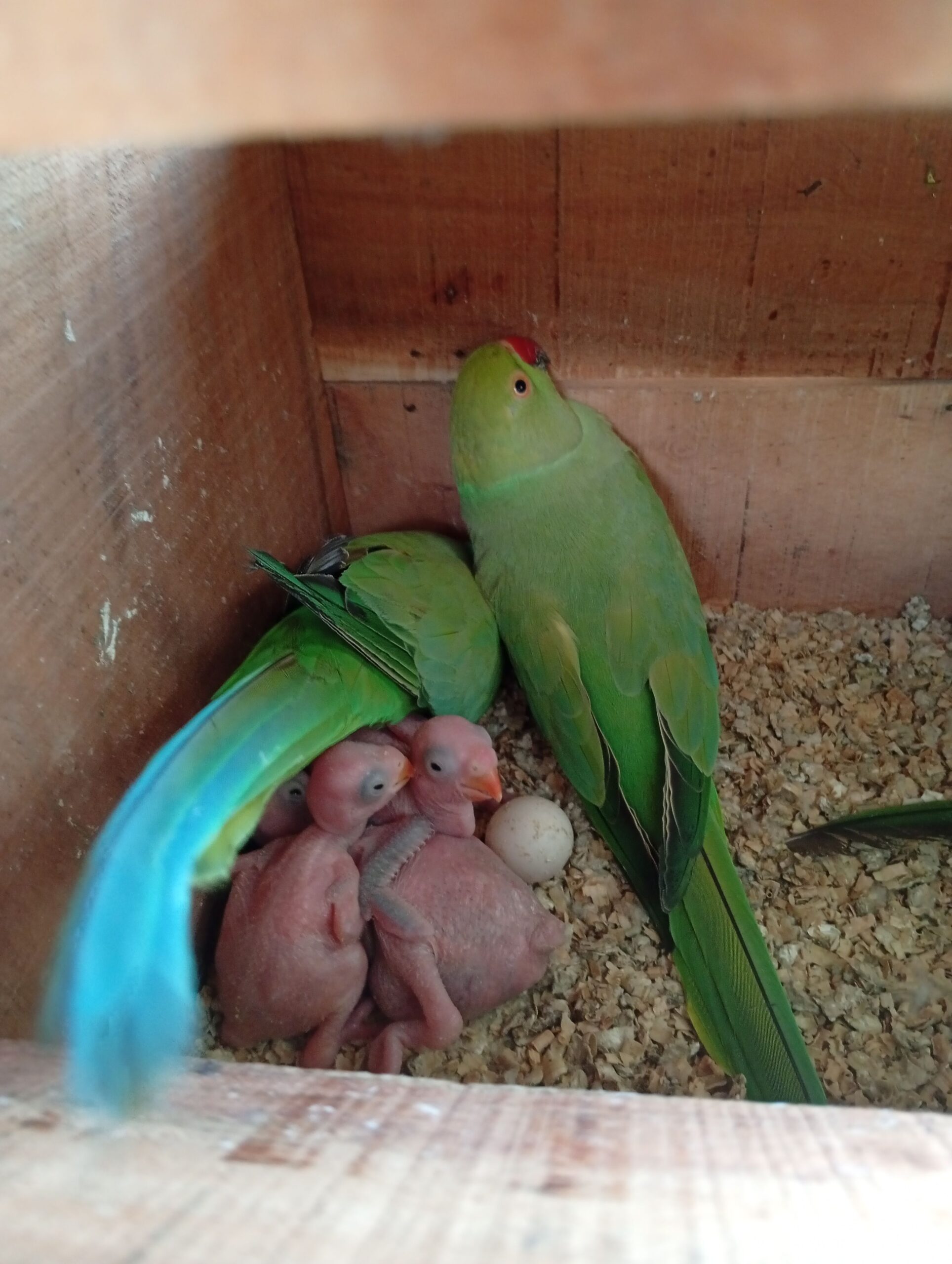 Ring Neck Adult Breeder Pair For Sale