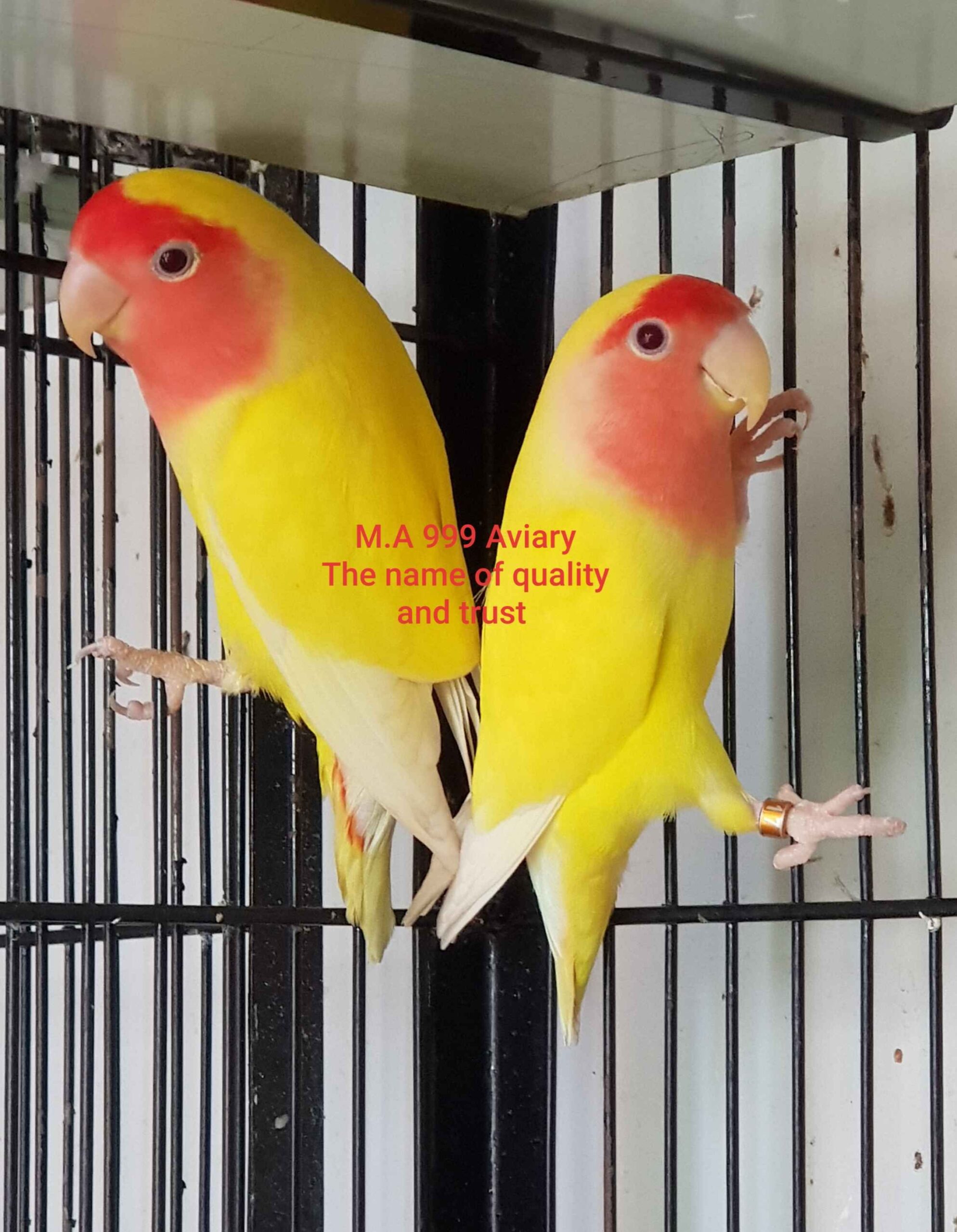 Love birds for sale