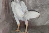 Shamo Chicks for sale in lahore
