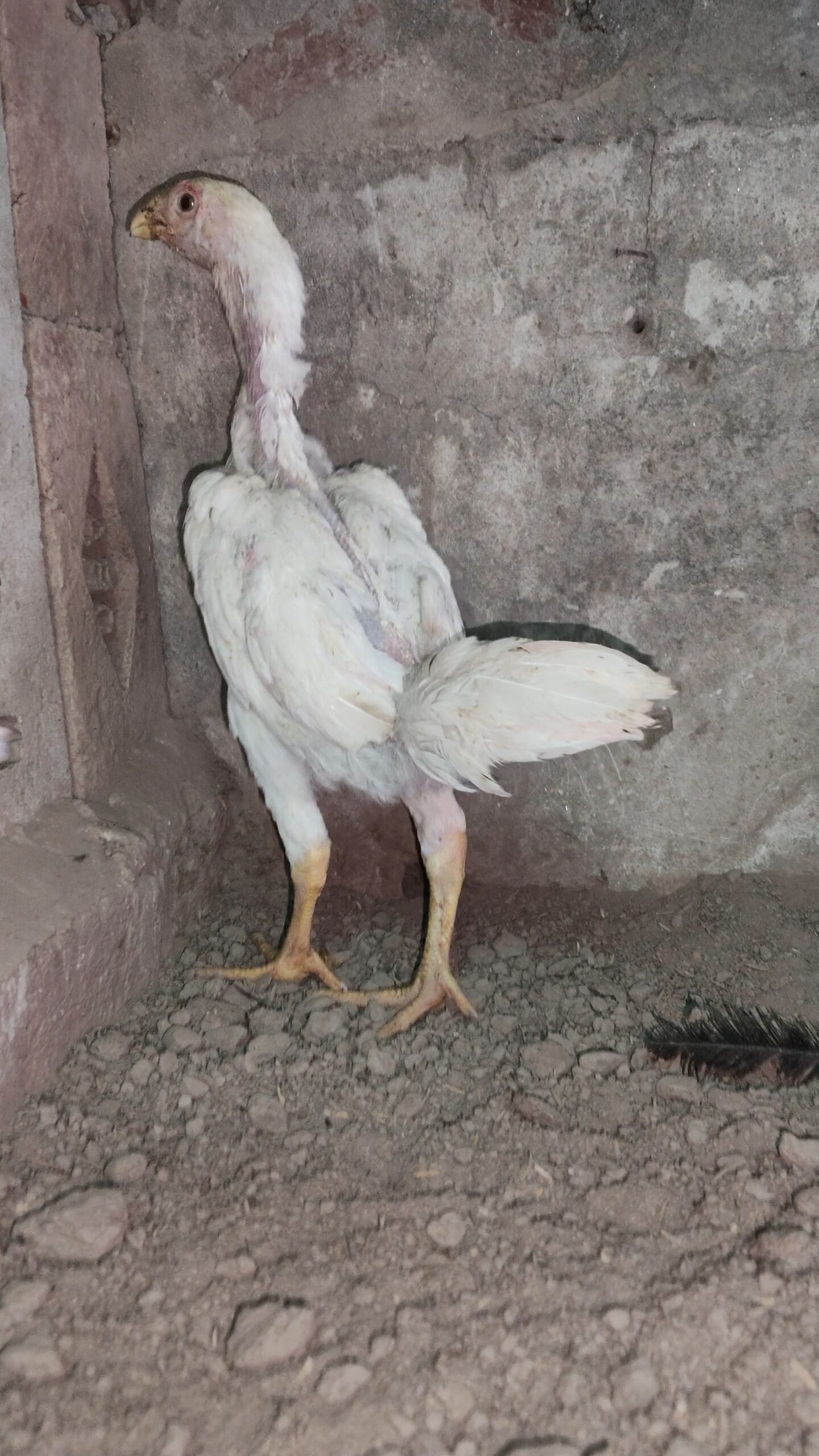 Shamo Chicks for sale in lahore