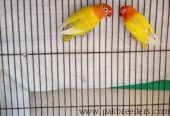 What’s app number:03214327853 yellow latino love birds