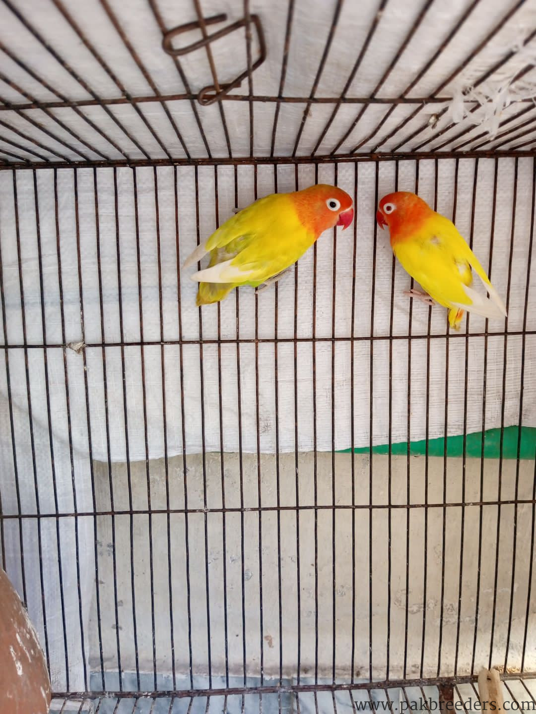 What’s app number:03214327853 yellow latino love birds
