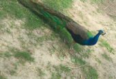 Peacock (moor) for sale total 4 piece