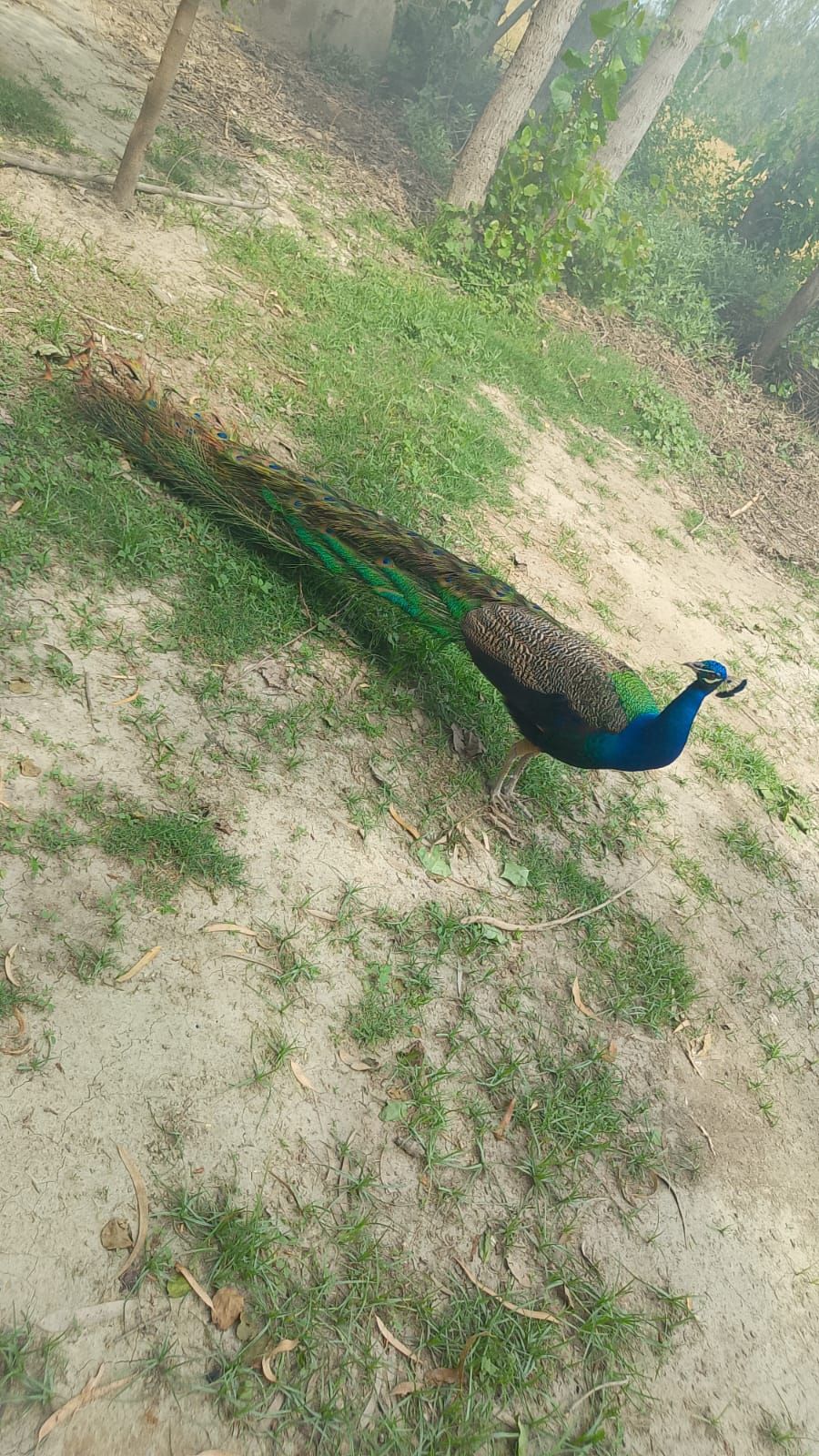 Peacock (moor) for sale total 4 piece