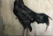 Thai aseel 3.3 kg pure black pure Thai pattha 9 month