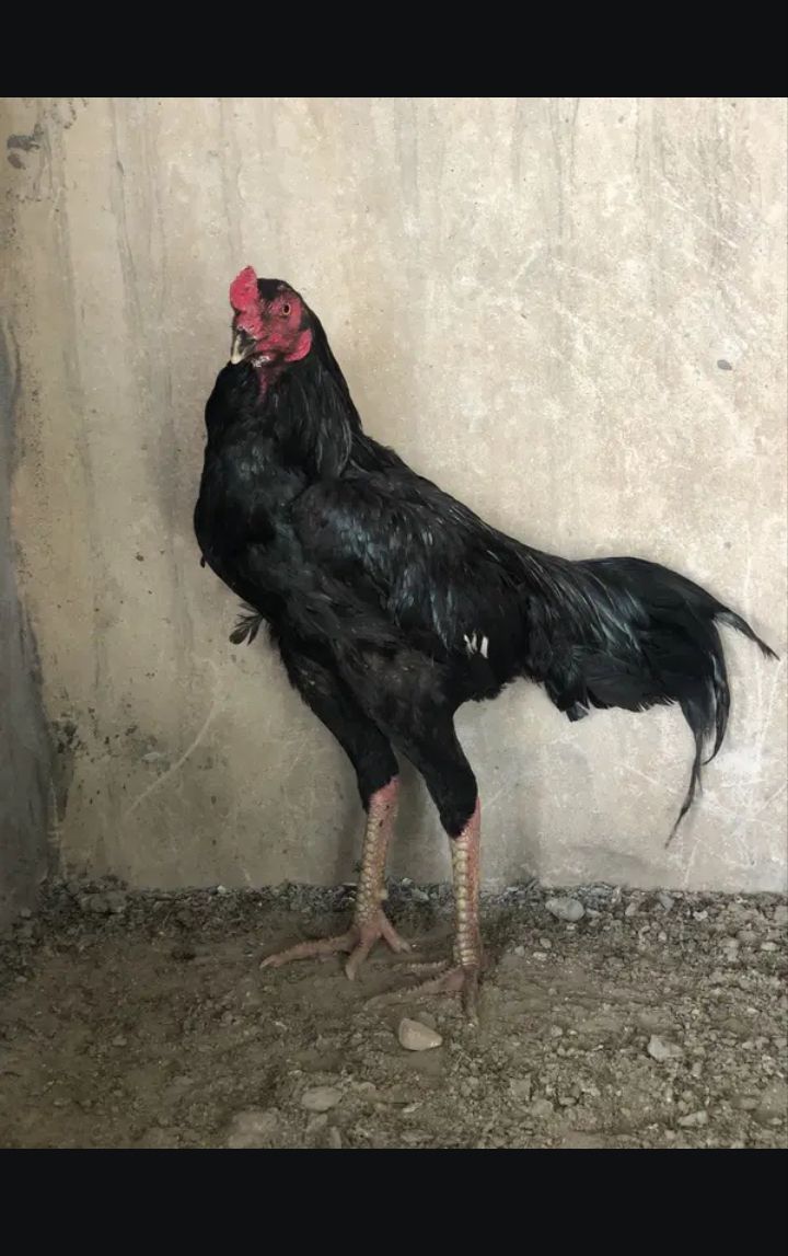Thai aseel 3.3 kg pure black pure Thai pattha 9 month
