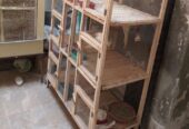 Lover pair big pied dove and four portion wooden cage for sale