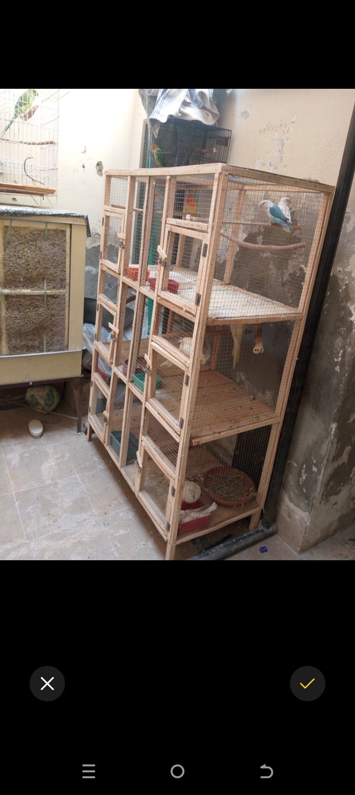 Lover pair big pied dove and four portion wooden cage for sale