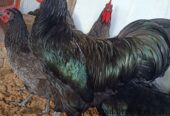 Australorp Heritage/Heritage Australorp/Fertail eggs & Chicks Available