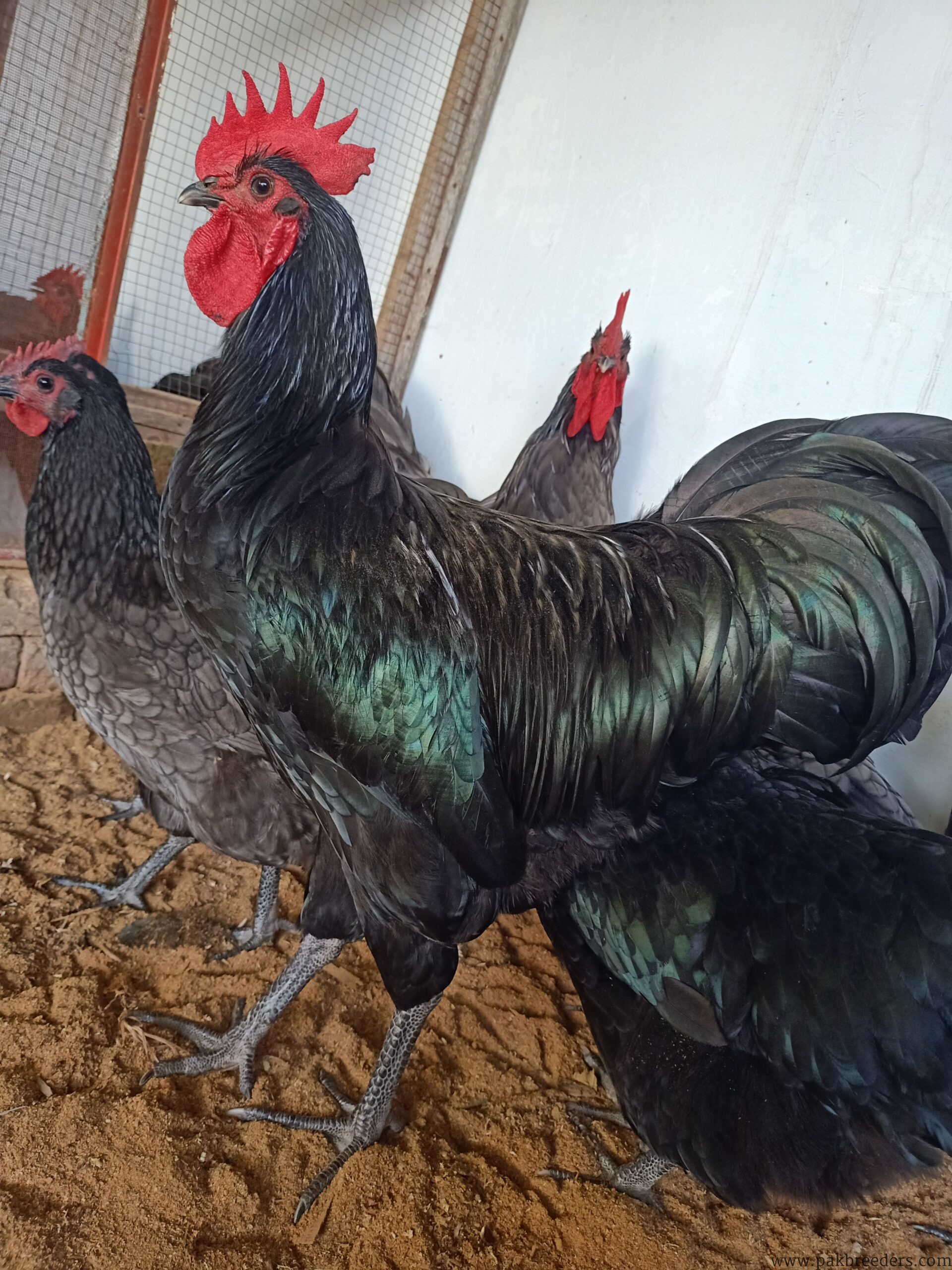 Australorp Heritage/Heritage Australorp/Fertail eggs & Chicks Available