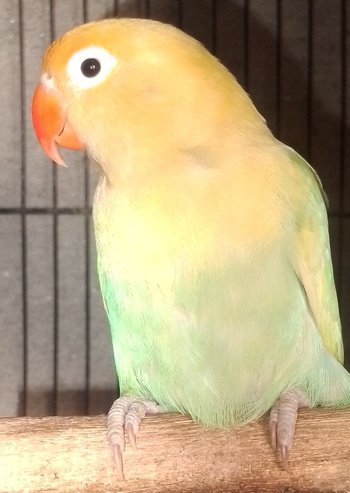 Some love birds pathy for sale