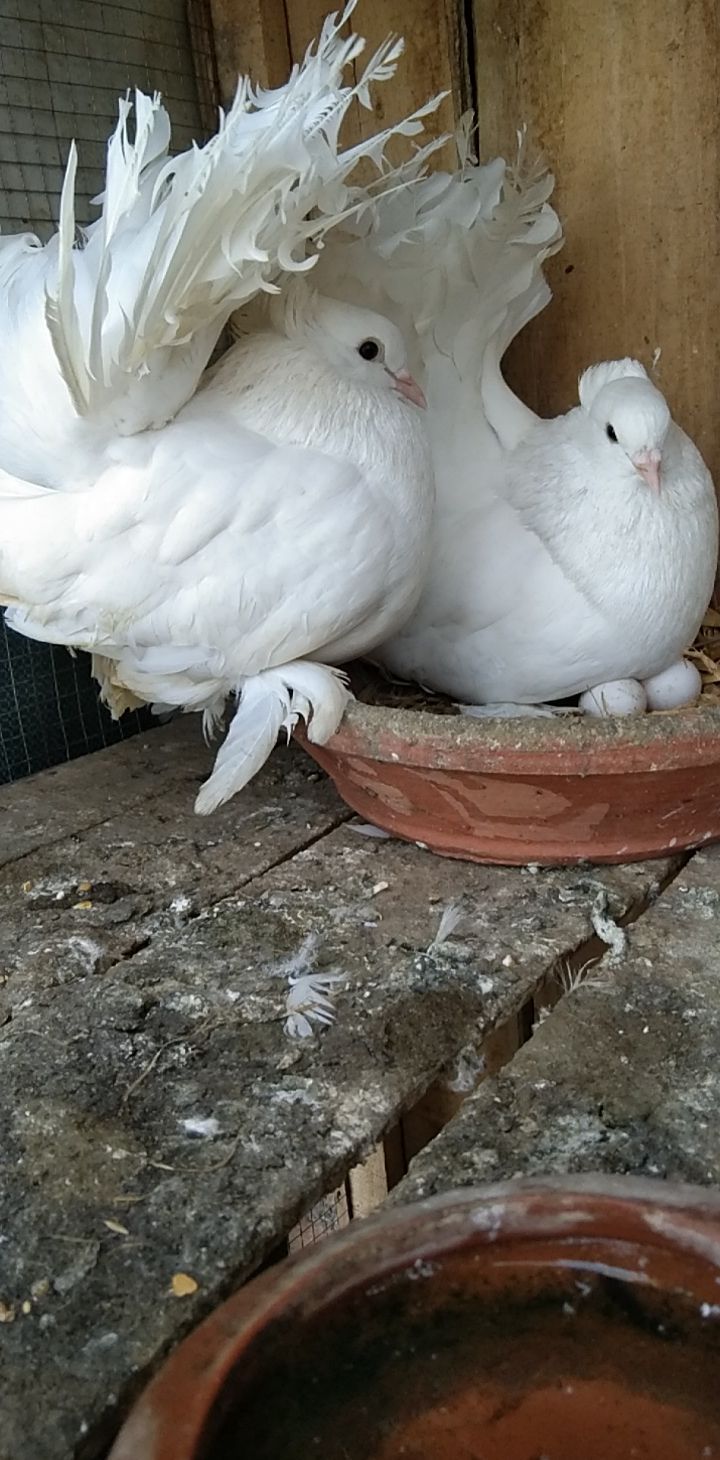 Indian laka male breeder