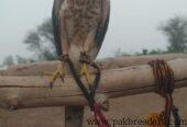 Shikra for sale in multan