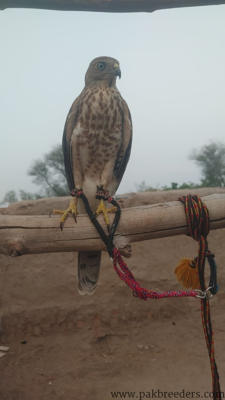 Shikra for sale in multan