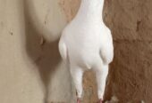 Maltese pigeon chicks