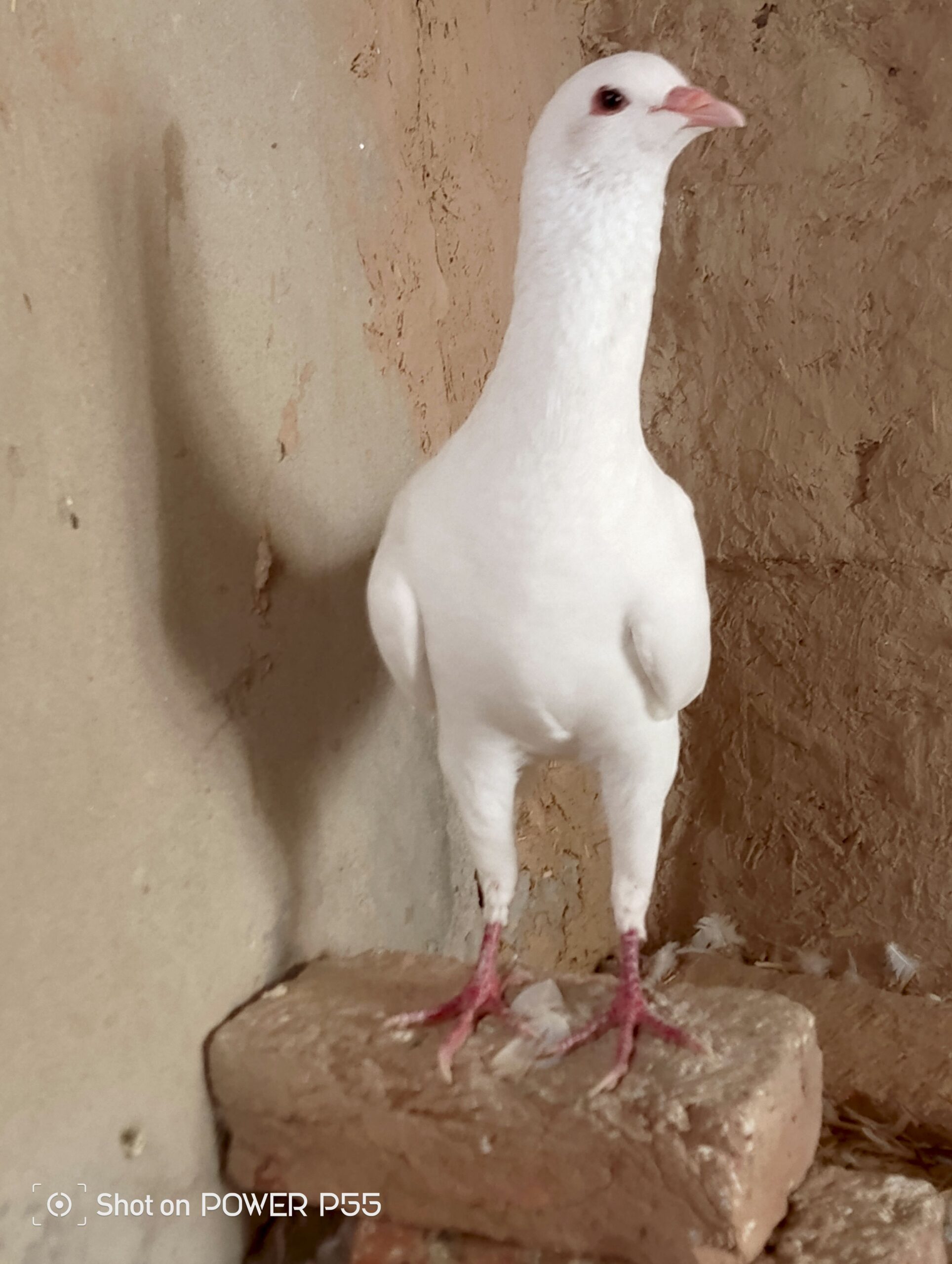 Maltese pigeon chicks
