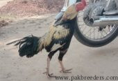 Jawa Aseel Male in chakwal