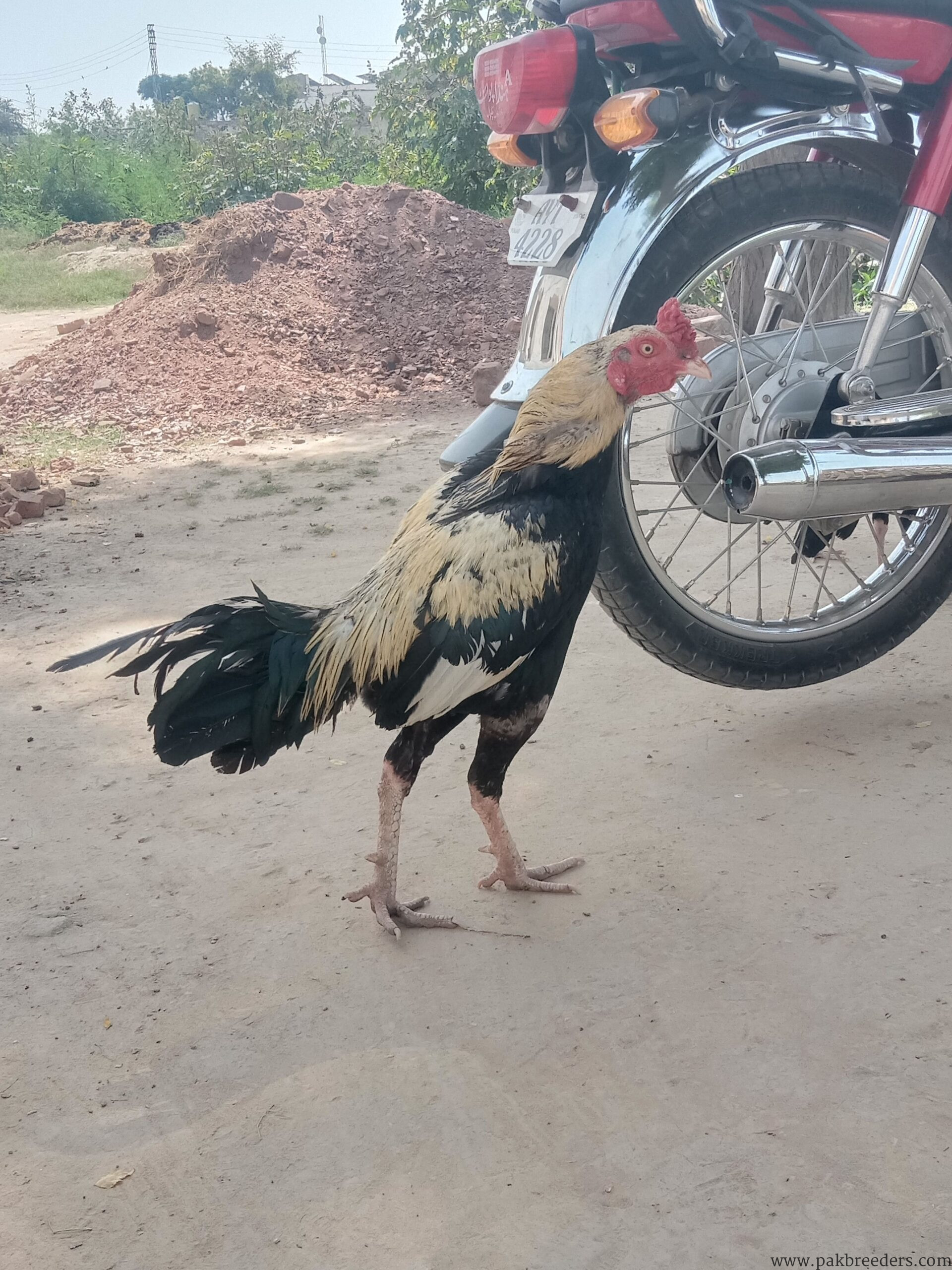 Jawa Aseel Male in chakwal