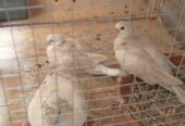 Lover pair big pied dove and four portion wooden cage for sale