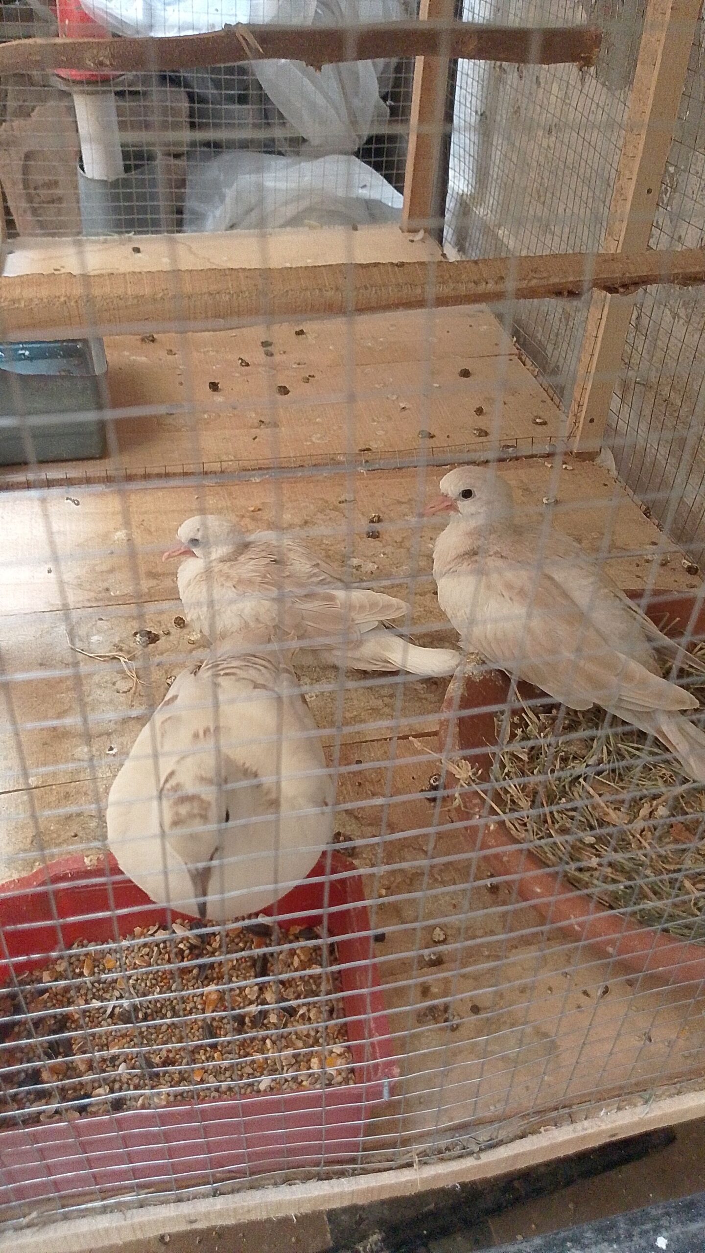 Lover pair big pied dove and four portion wooden cage for sale