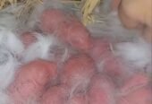 Newzeland White bunnies