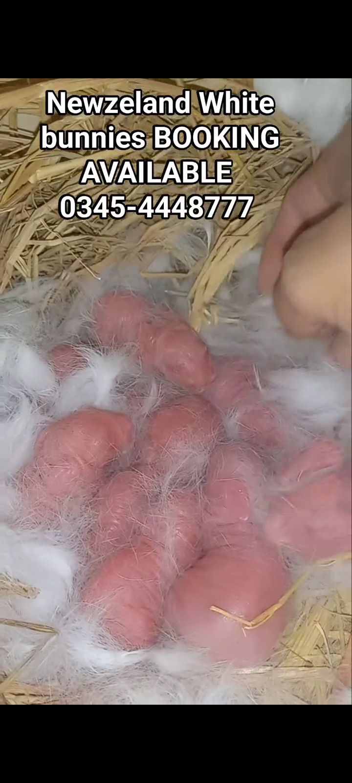 Newzeland White bunnies